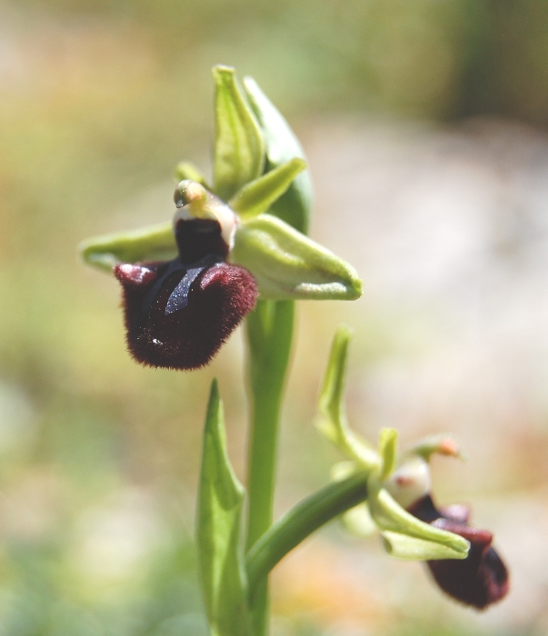 Ophrys incubacea